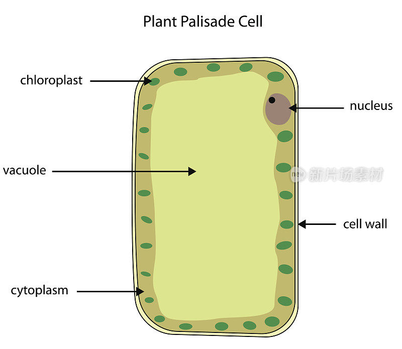 植物栅栏细胞标记图