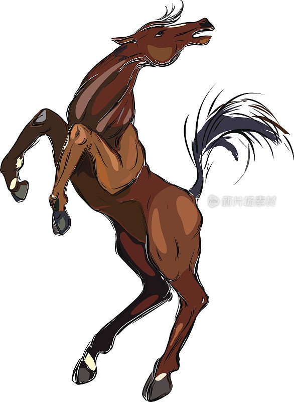 棕色的马