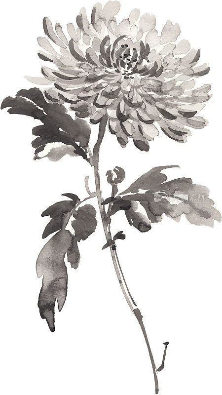 白色背景上的菊花水墨插图。烟灰墨的风格。