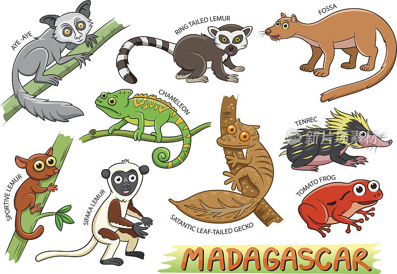 一套可爱的卡通动物在马达加斯加地区