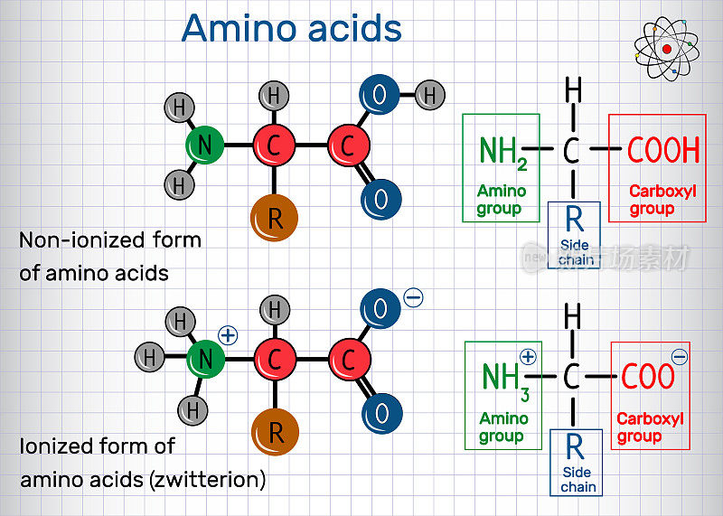 氨基酸的一般公式，电离和非电离(两性离子)形式。结构化学式和分子模型。笼子里的一张纸
