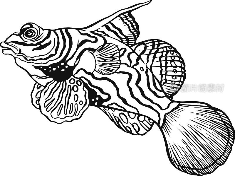 热带鳜鱼-中国鲈鱼或小龙