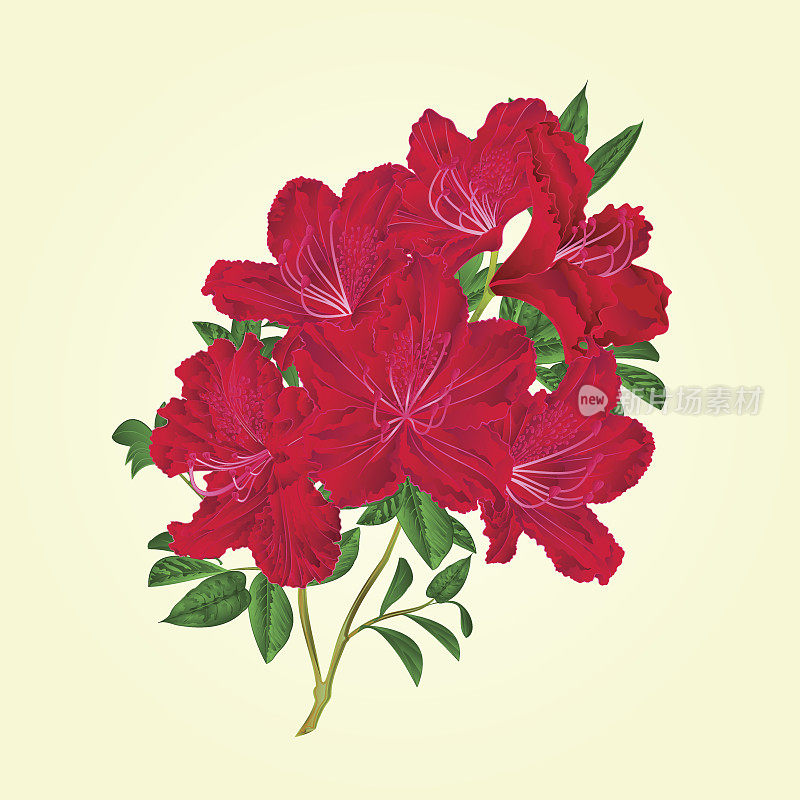 嫩枝红杜鹃花和叶复古植物矢量编辑插图