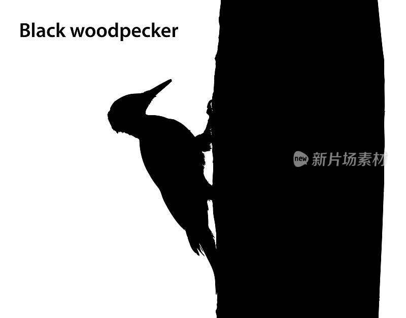 树上黑色啄木鸟的剪影