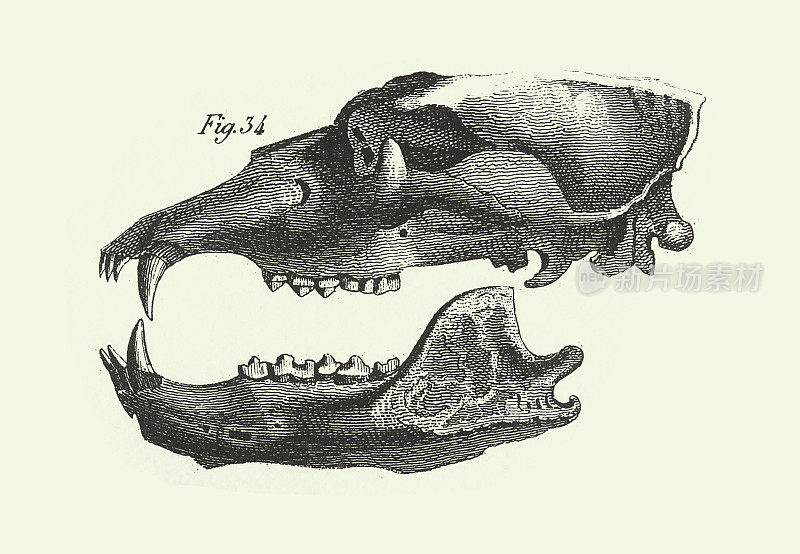 历史的年份，熊的头骨，化石，骨骼和足迹雕刻古董插图，出版于1851年