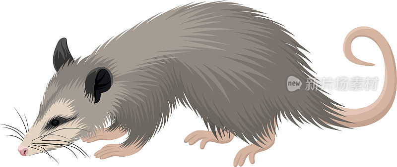 病媒北美负鼠(维吉尼亚狄尔菲斯)插图