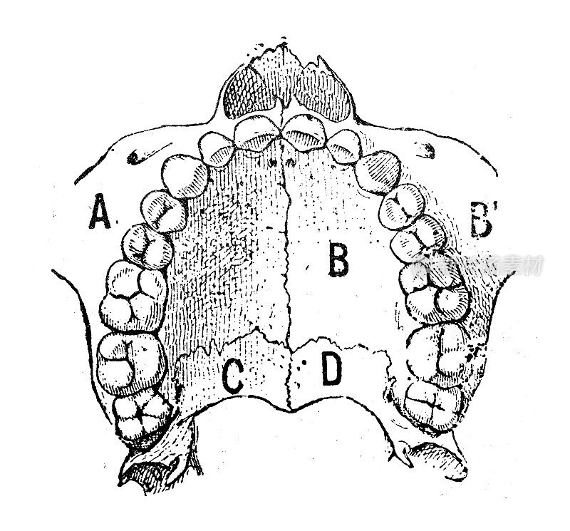 古董插图:人类的牙齿