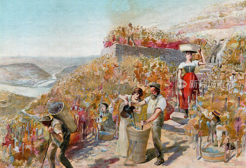 1896年，人们在葡萄园里收割葡萄