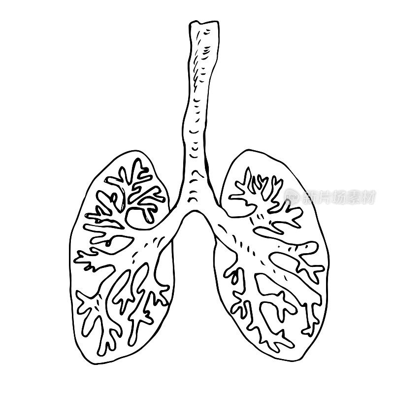 肺有肺泡和气管。内部器官。