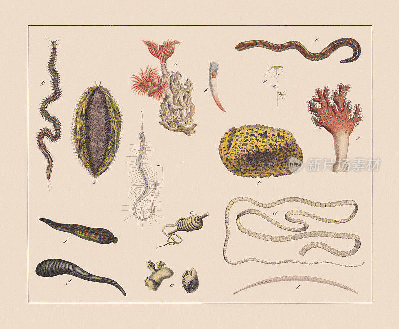 《虫》，手工彩色平版，1882年出版
