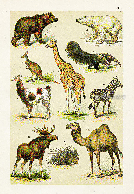 棕熊，北极熊，美洲驼，长颈鹿，鹿，斑马，单峰骆驼插图1899
