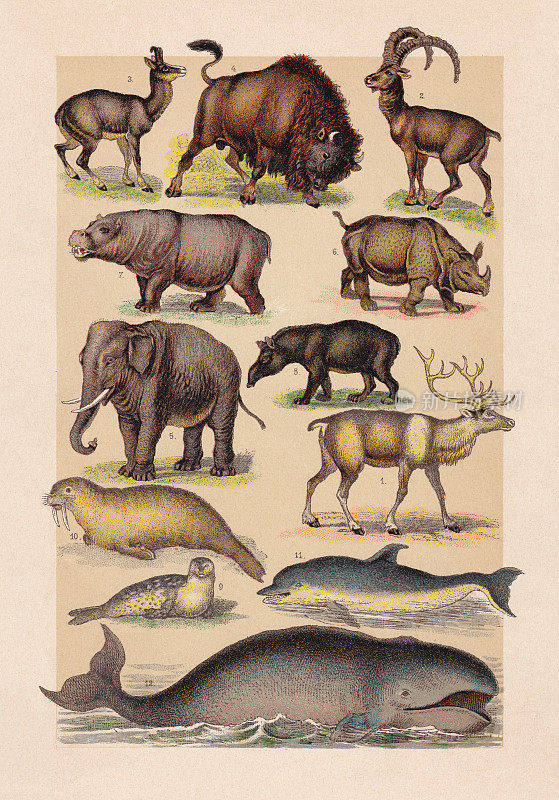 哺乳动物，彩色印刷，出版于1889年