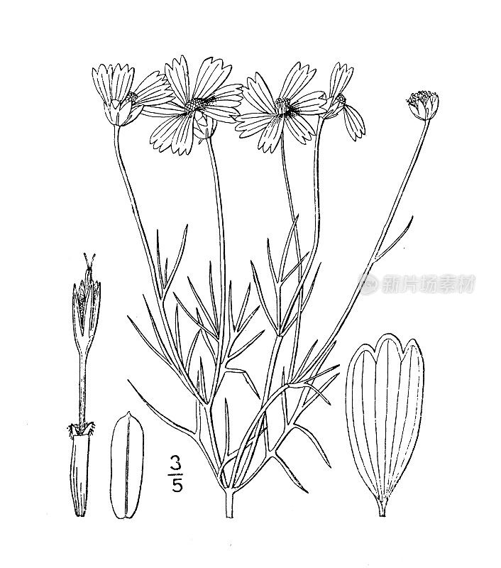 古植物学植物插图:小精虫，硬小精虫