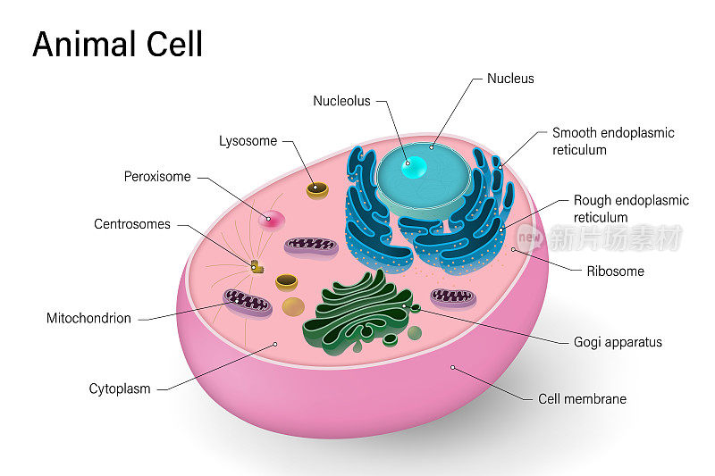 动物细胞结构。动物细胞解剖学。细胞生物学。