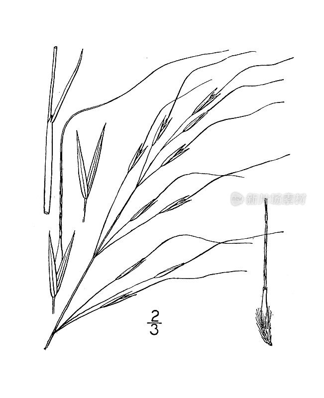 古植物学植物插图:针茅、黑燕麦草