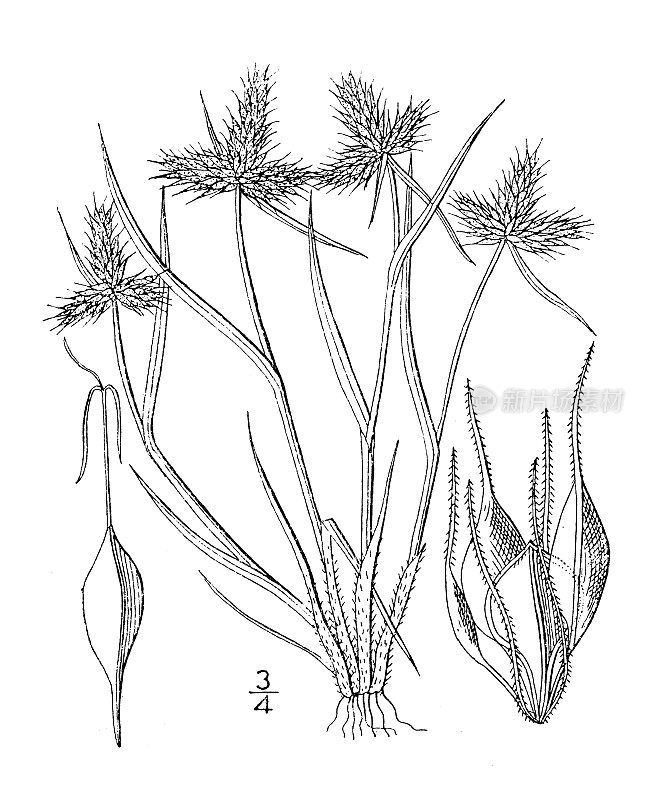 古植物学植物插图:沙番草、沙番草