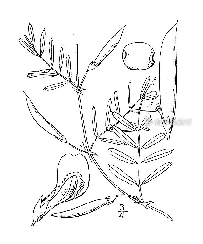 古董植物学植物插图:薇甘菊，小花野豌豆