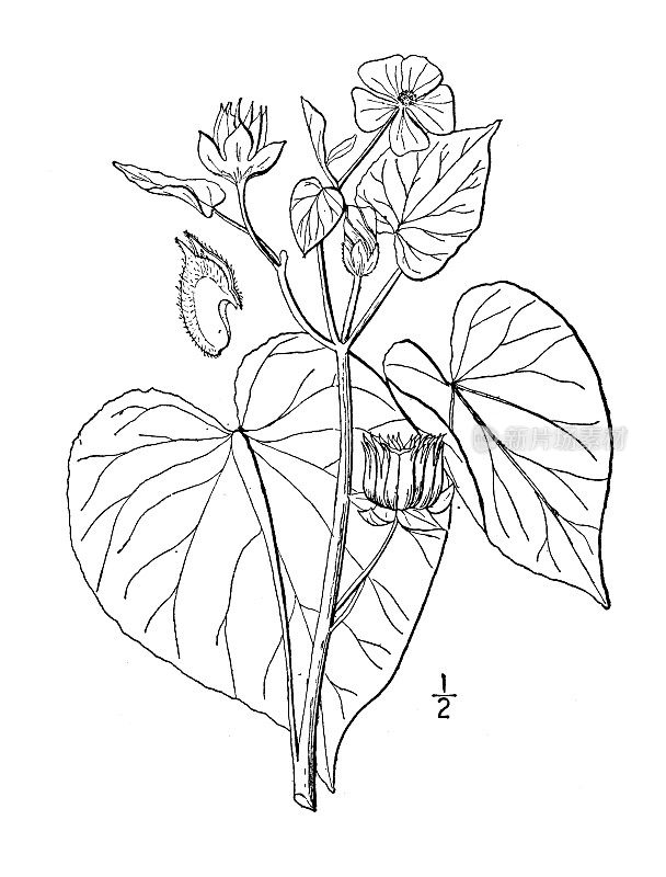 古植物学植物插图:苘麻，印度锦葵
