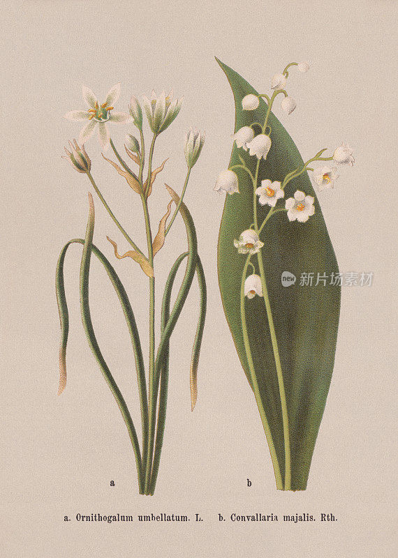 春花(芦笋科)，石印，1884年出版