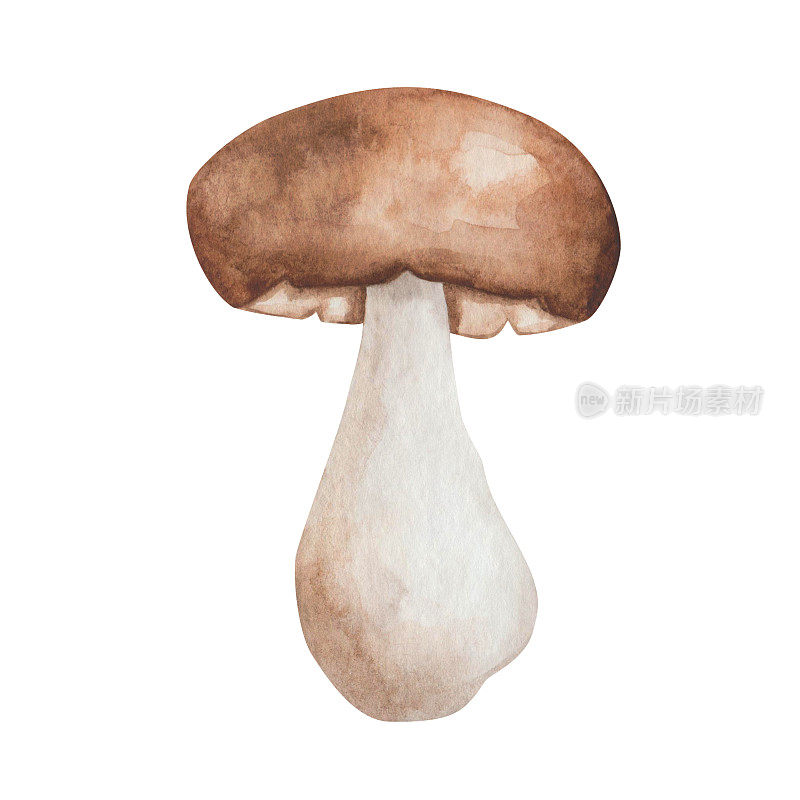 水彩插图手绘蘑菇champignon的棕色，米黄色，白色的颜色。食用菌。森林植物。孤立上白色食物剪辑艺术为秋季织物纺织品印花，明信片