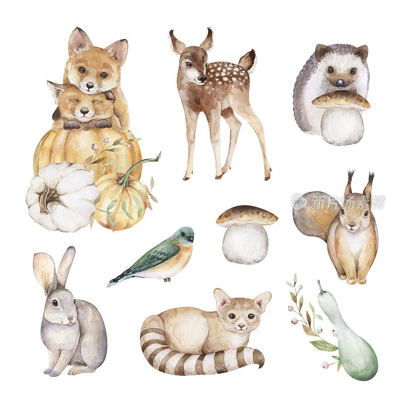 林地动物和秋天组成剪贴画集。可爱的秋季手绘艺术。水彩插图孤立在白色背景。狐狸，鹿，野兔，刺猬，松鼠，猫，南瓜