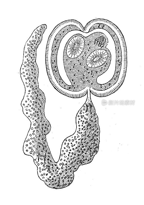 古代生物动物学图像:带绦虫