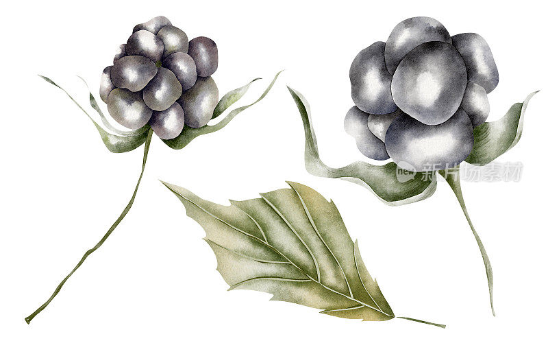 成熟多汁的黑莓一枝，叶水彩孤立集