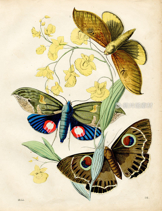 外国蝴蝶:夜蛾，猫头鹰蛾彩色板插图1855