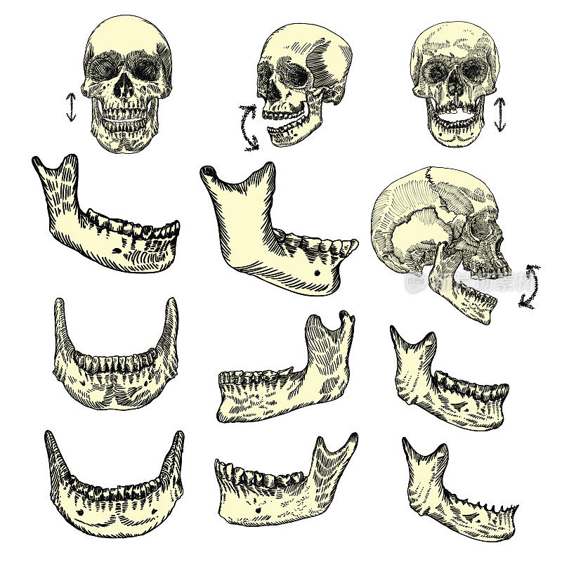 人类颅骨绘图集。创造固定头骨和下颌。上下移动。不同方向的头骨。矢量插图。