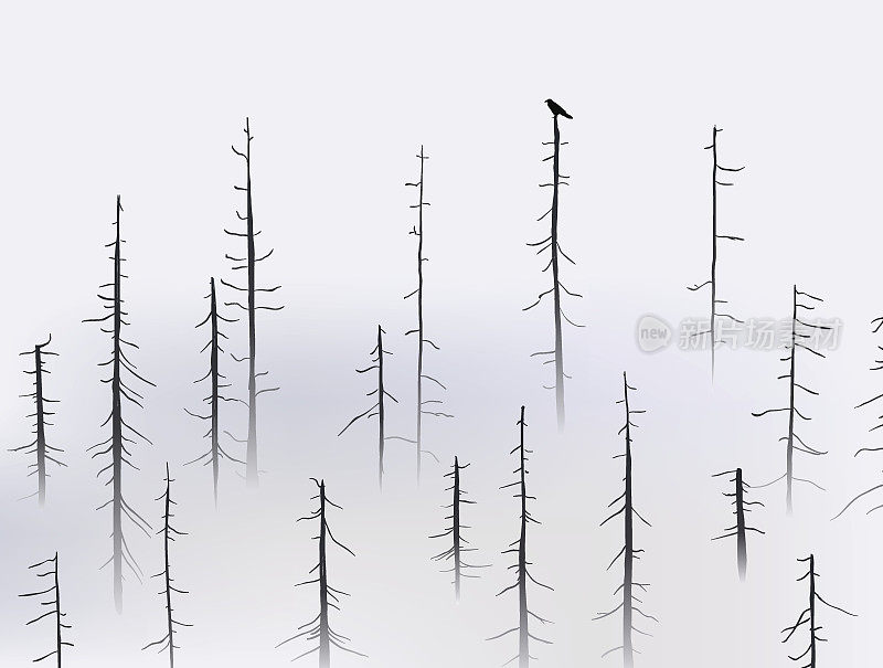 乌鸦在雾蒙蒙的森林的树顶