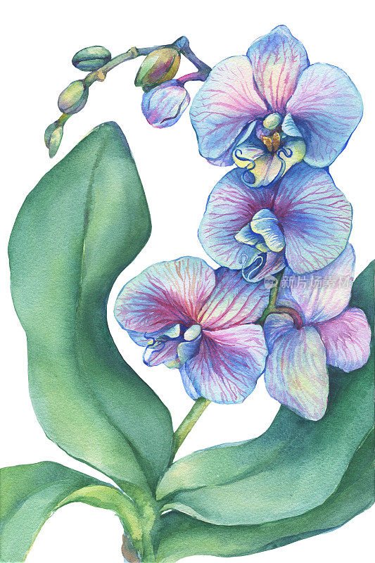 蝴蝶兰一种热带蓝花兰(蝴蝶兰，石斛兰)的分枝，有叶近距离杂交兰花。手绘水彩画插图孤立在一个白色的背景。