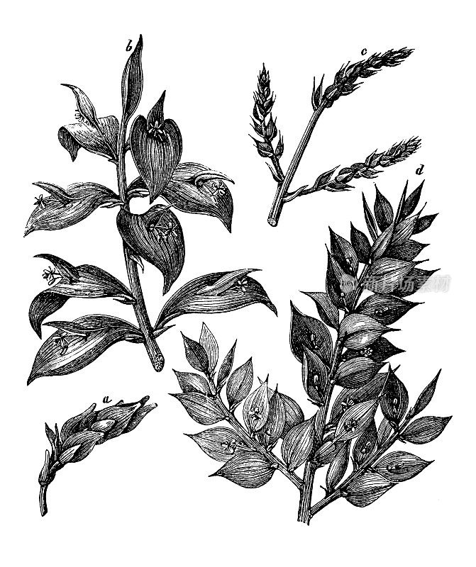 植物学植物仿古雕刻插图:山楂(金雀花、鼠刺、马舌百合)