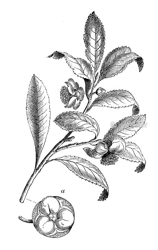 植物学植物古版画插图:茶树(茶树)