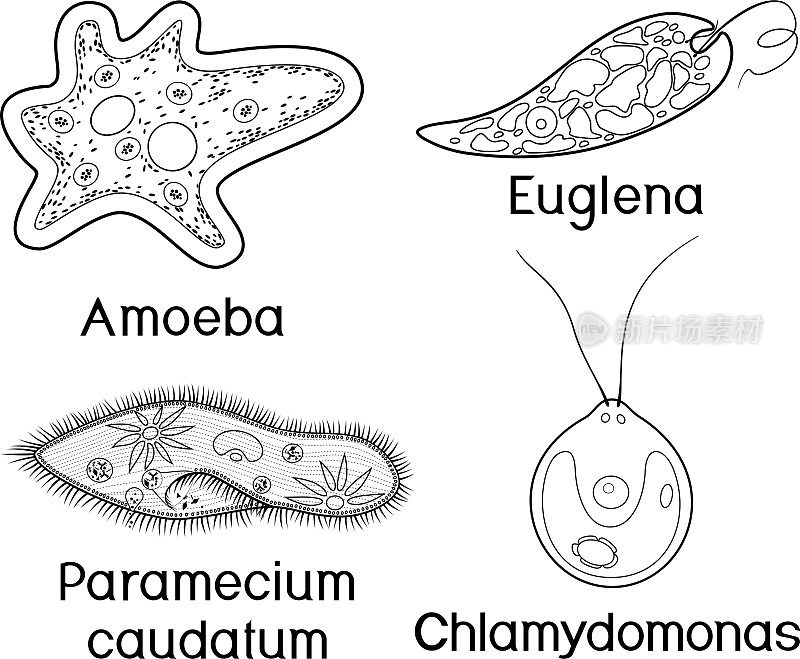 着色页面。一套单细胞生物(原生动物):尾草履虫、变形阿米巴、衣藻和绿毛绿藻