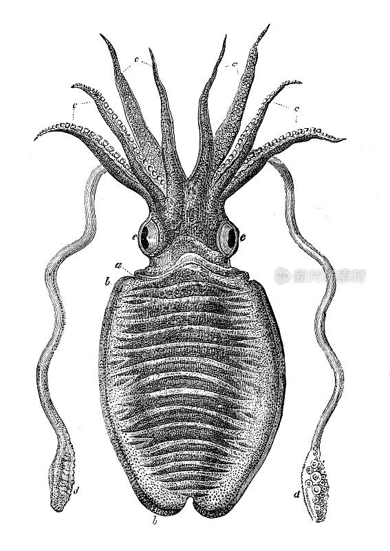 古代海洋动物雕刻插图:乌贼