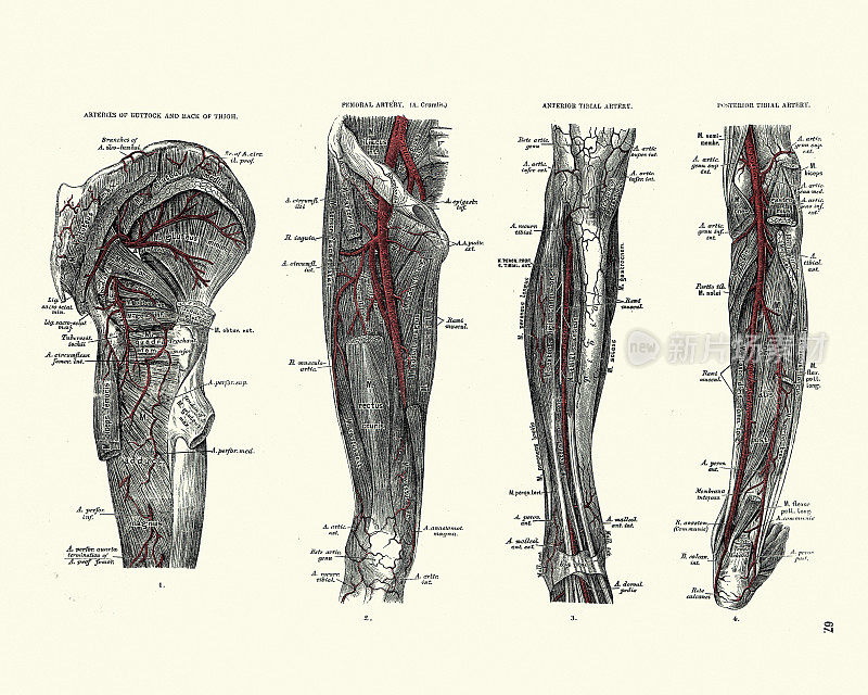臀动脉，大腿动脉，股动脉，胫骨前动脉，胫骨后动脉，维多利亚解剖学图19世纪