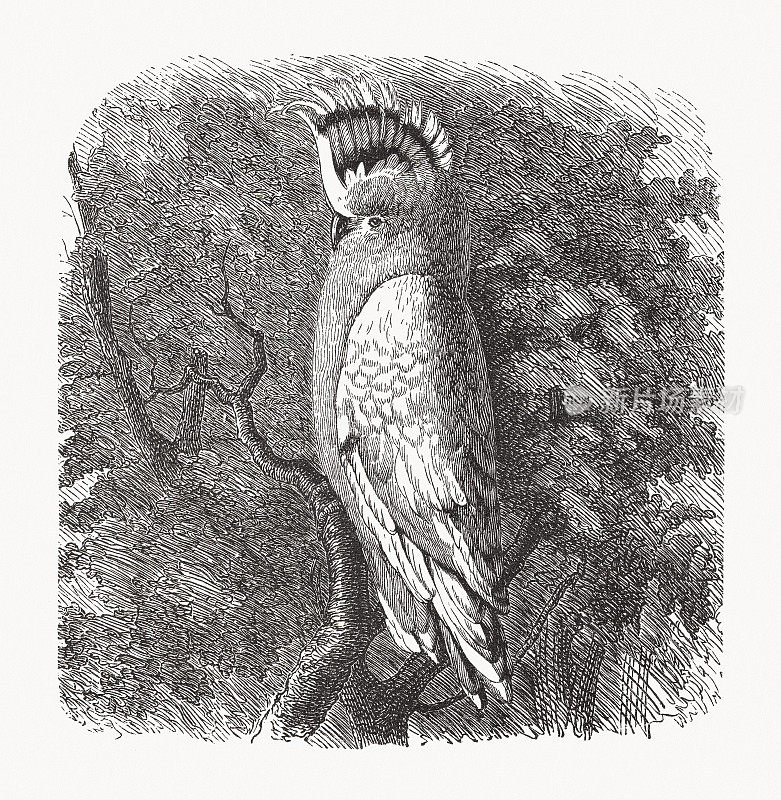 粉红色凤头鹦鹉，木版，1893年出版