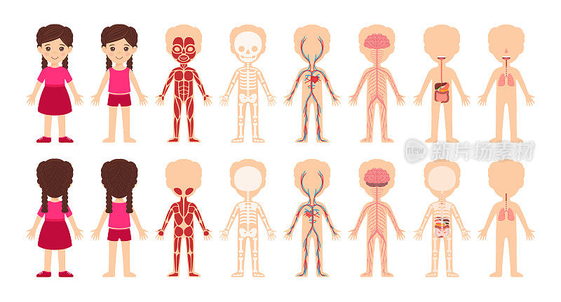 我的身体系统。孤立可爱的卡通小女孩和人体解剖。肌肉，骨骼，神经，消化，呼吸系统。儿童医学插图。前后视图。向量。