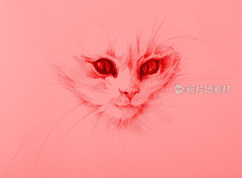 插图铅笔画小猫的肖像在红纸背景