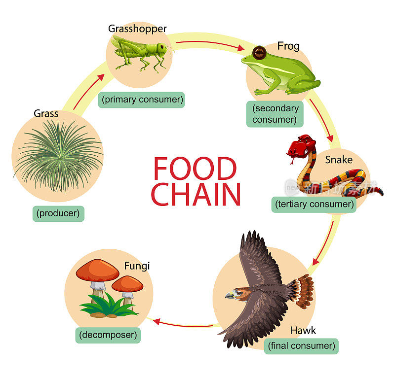 食物链图