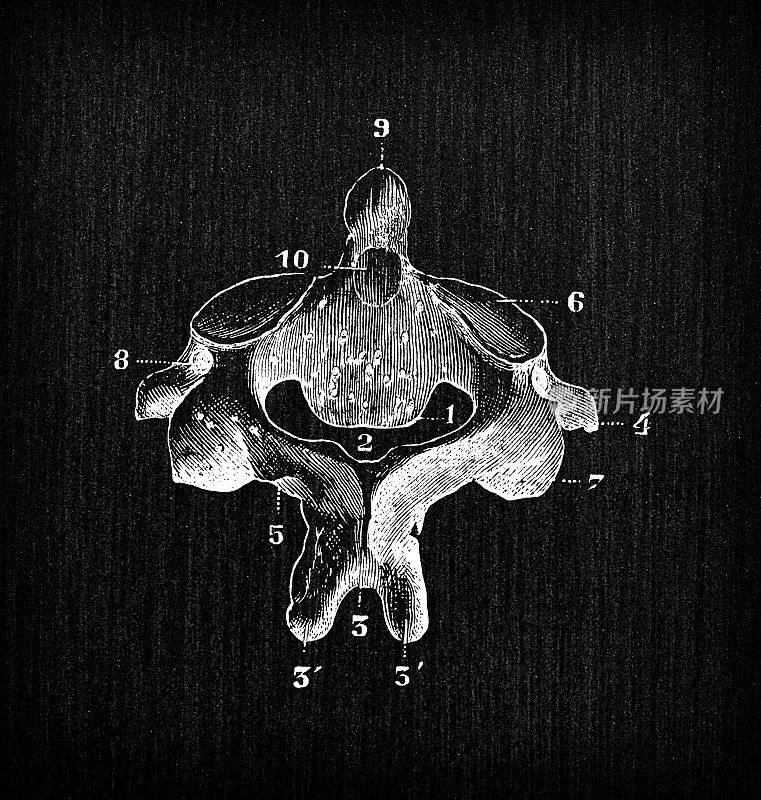 人体解剖骨骼的古董插图:轴，头