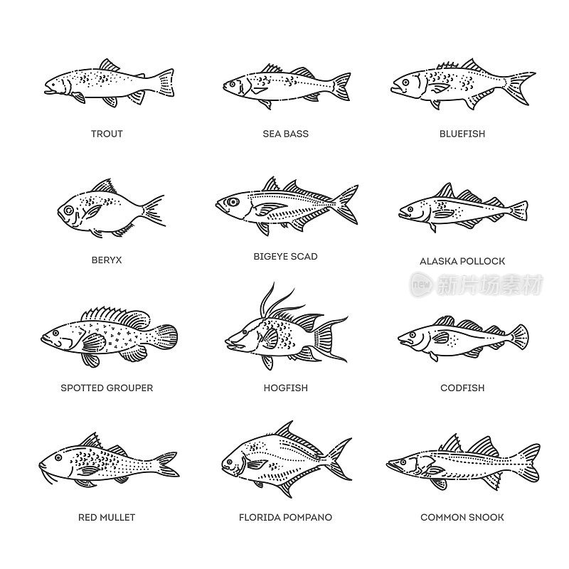 咸水鱼。类型海洋和海洋鱼类
