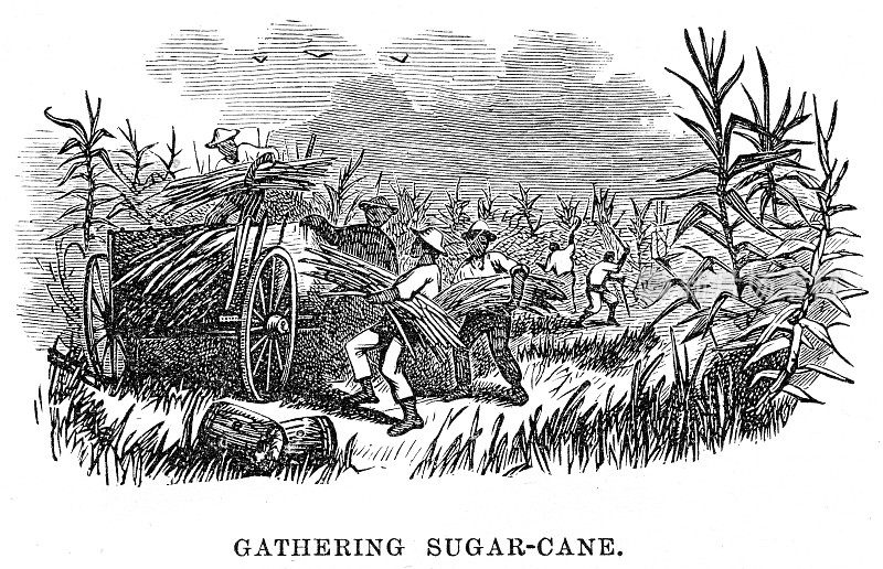 采集甘蔗雕刻1867年