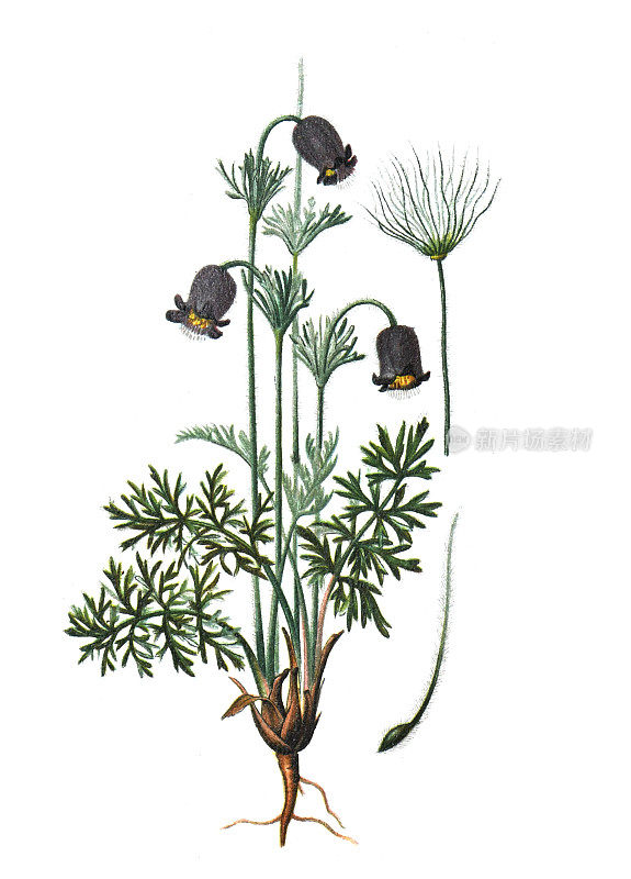 铁线莲属或华山莲属或毛茛属。手绘复古花插图。