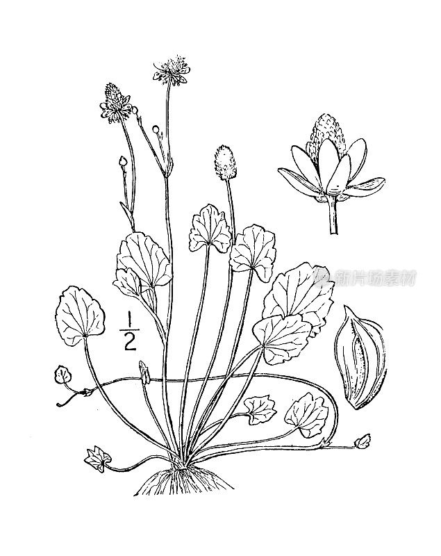 古植物学植物插图:辛香草，海斯克罗富特