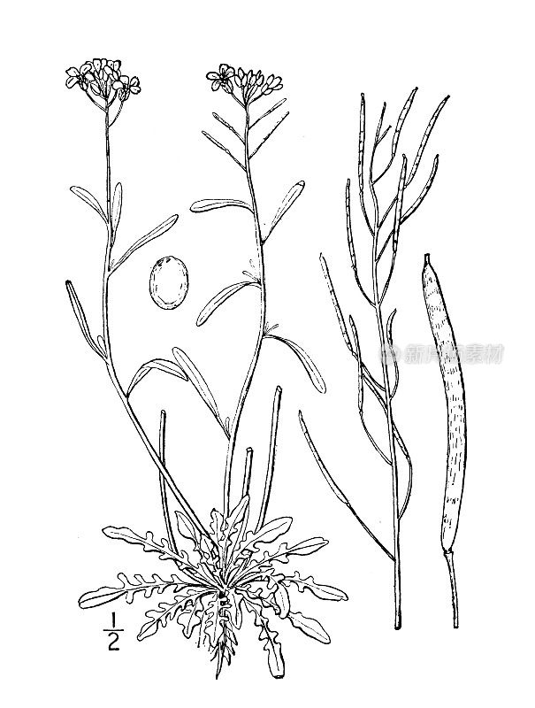 古植物学植物插图:阿拉伯琴，琴叶西洋菜