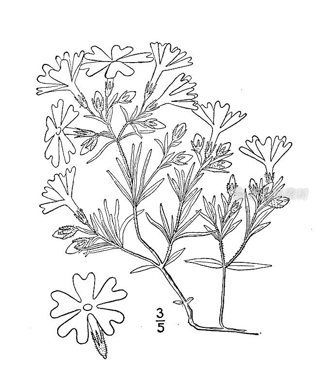 古植物学植物插图:福禄根、福禄根