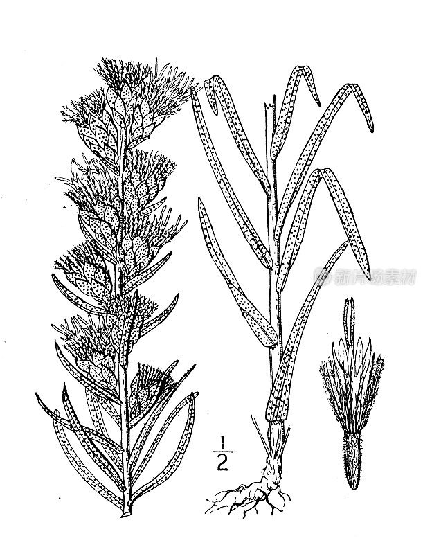 古植物学植物插图:点状紫草，点钮蛇根