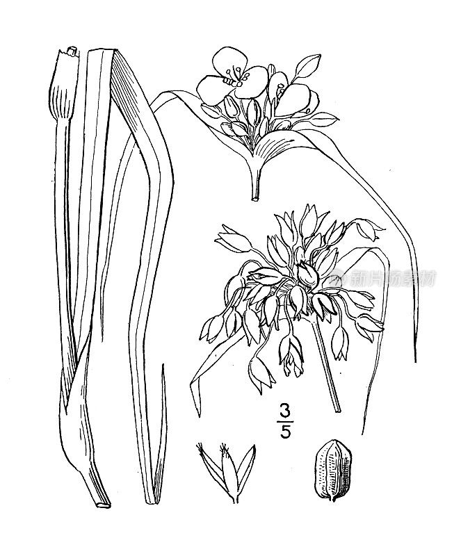古植物学植物插图:紫露草、桦苔草