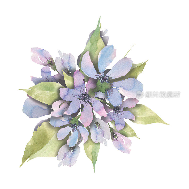 紫花，带叶，采用真主安拉初熟技术。水彩插图。用于印刷品、纪念品、标志、横幅、贴纸、横幅、相框、明信片的设计和装饰
